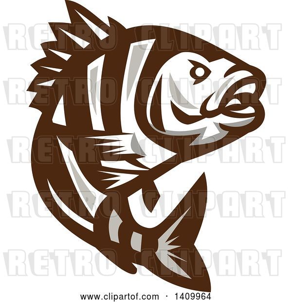 Vector Clip Art of Retro Brown and White Jumping Sheepshead Fish