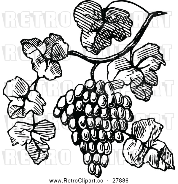 Vector Clip Art of Retro Bunch of Grapes on the Vine