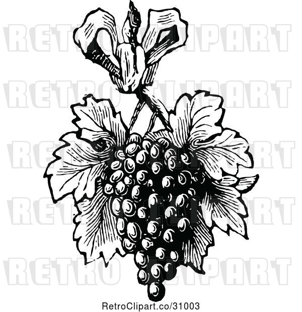 Vector Clip Art of Retro Bunch of Grapes with Leaves