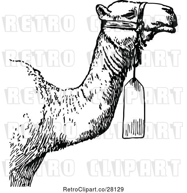 Vector Clip Art of Retro Camel with a Tag