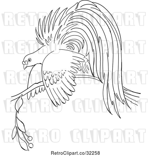 Vector Clip Art of Retro Cartoon Bird of Paradise on a Branch Line Drawing