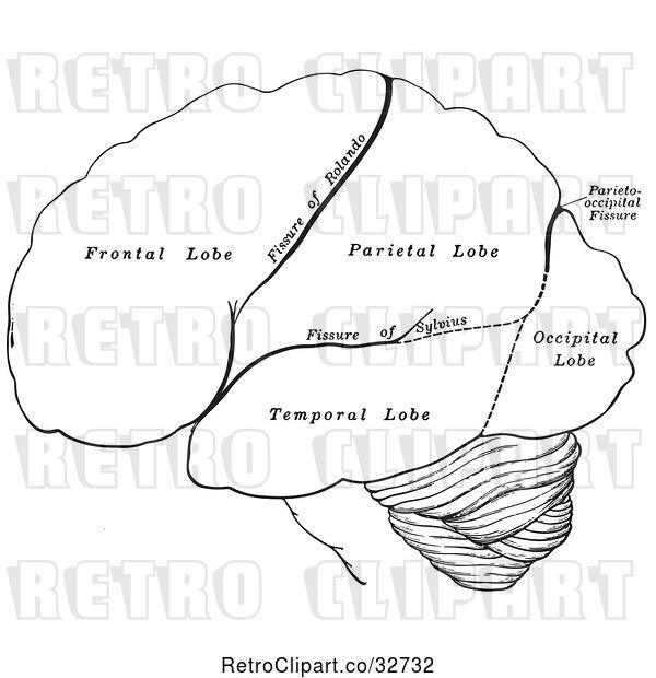 Vector Clip Art of Retro Cartoon Diagram of the Hemispheres of the Human Brain