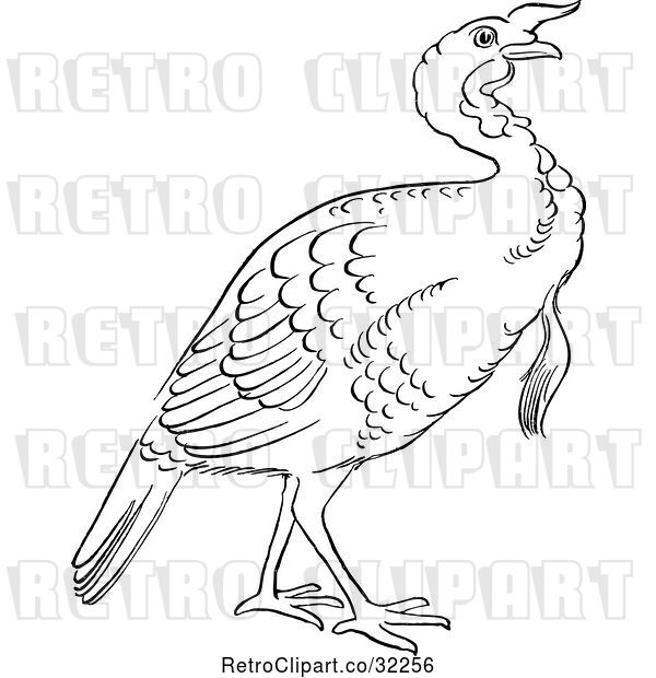 Vector Clip Art of Retro Cartoon Gobbler Thanksgiving Turkey Bird Line Drawing