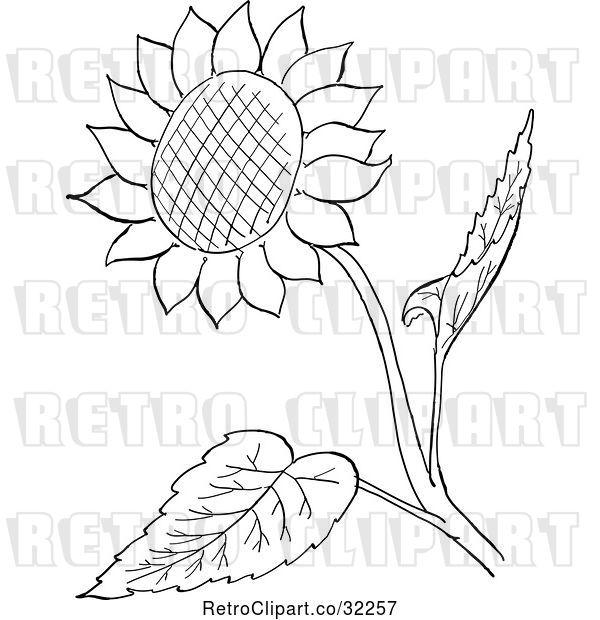 Vector Clip Art of Retro Cartoon Sunflower and Leaves Line Drawing