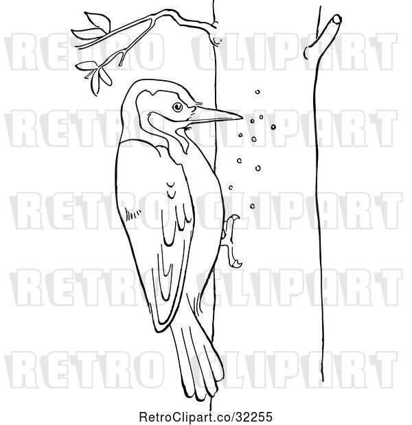 Vector Clip Art of Retro Cartoon Woodpecker on a Tree Line Drawing