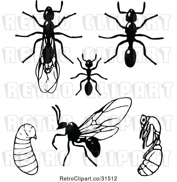 Vector Clip Art of Retro Clipart of | Ants in Different Stages| Royalty Free Illustration