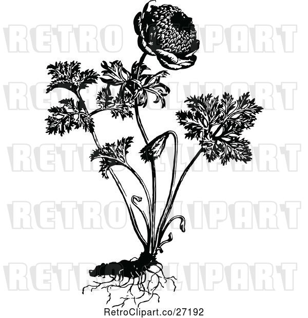 Vector Clip Art of Retro Coronaria Flore Pleno Plant