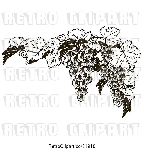 Vector Clip Art of Retro Dark Grapes and Leaves Border