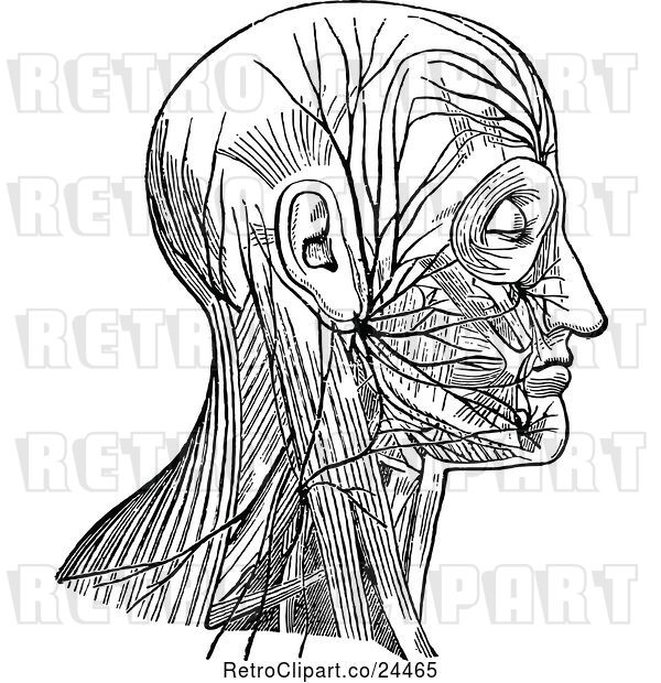 Vector Clip Art of Retro Diagram of Facial Nerve and Cervical Plexus