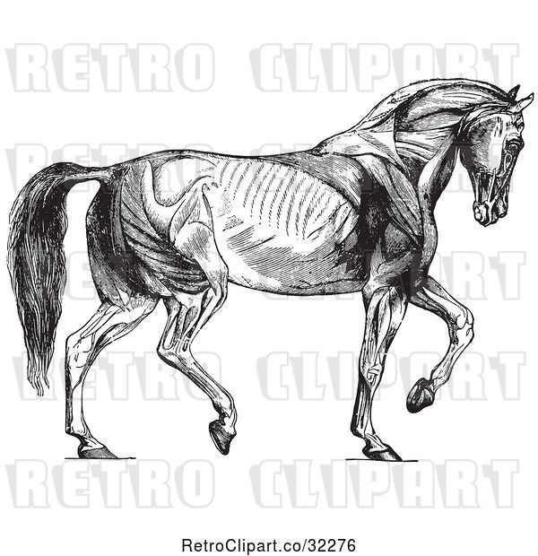 Vector Clip Art of Retro Diagram of Walking Horse Muscles in