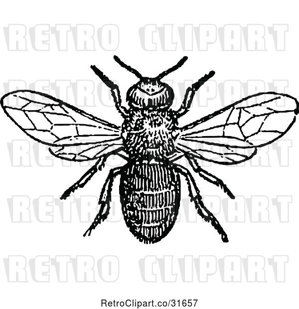 Vector Clip Art of Retro Drone Bee