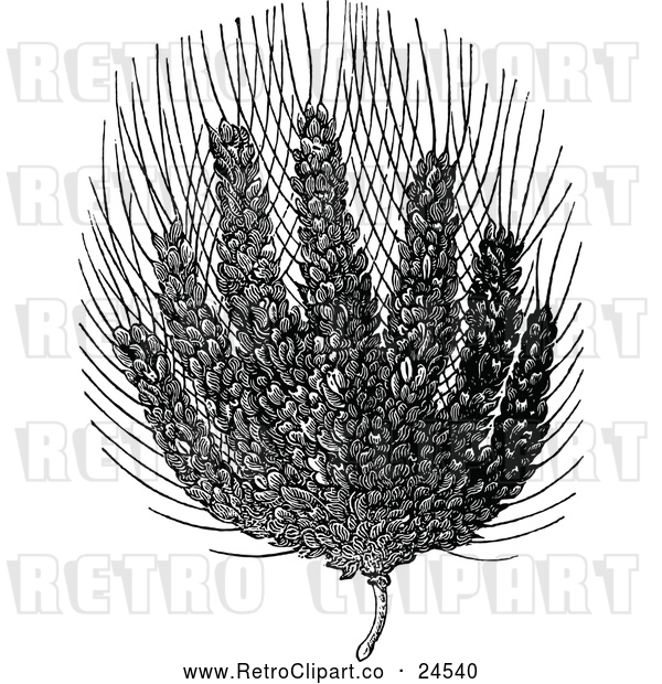 Vector Clip Art of Retro Egyptian Wheat with Seven Ears on One Stalk