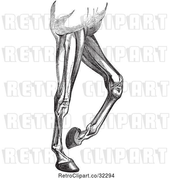 Vector Clip Art of Retro Engraved Diagram of Horse Leg Muscles in