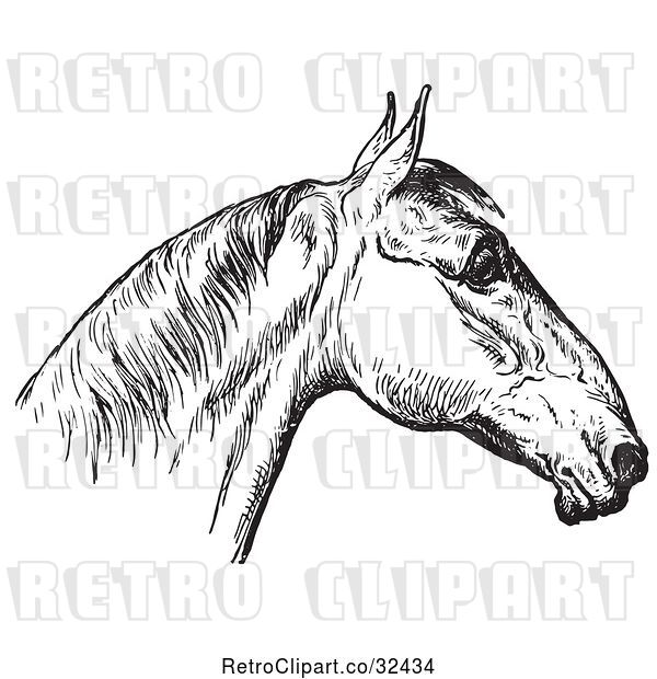 Vector Clip Art of Retro Engraved Horse Anatomy of a Bad Head in 4