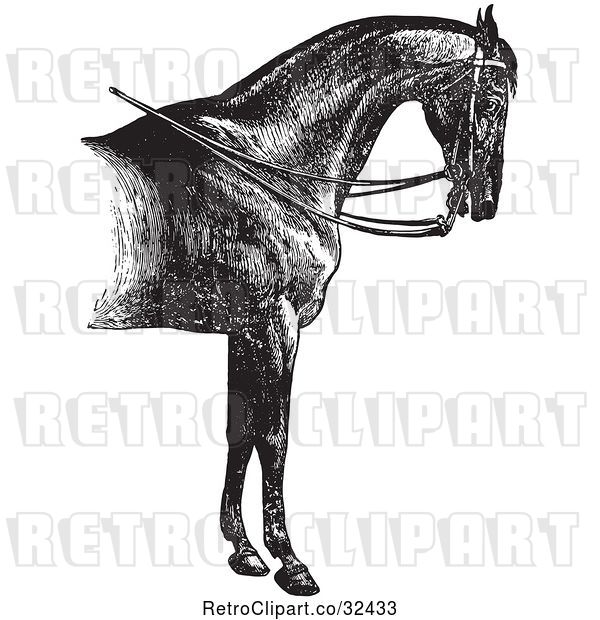 Vector Clip Art of Retro Engraved Horse Anatomy of a Reined Horse with Good Shoulders in