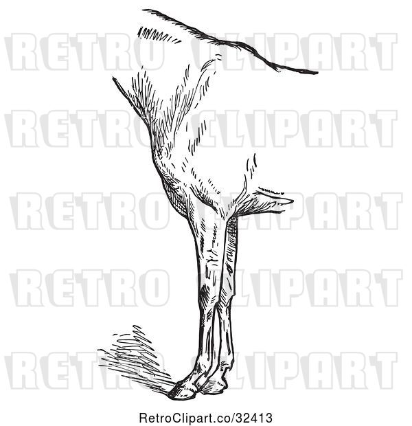 Vector Clip Art of Retro Engraved Horse Anatomy of Bad Conformation of Fore Quarters in 2