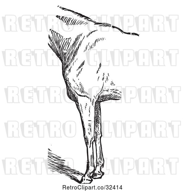 Vector Clip Art of Retro Engraved Horse Anatomy of Bad Conformation of Fore Quarters in 3