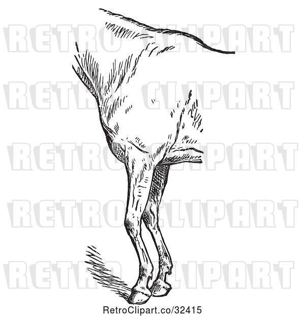 Vector Clip Art of Retro Engraved Horse Anatomy of Bad Conformation of Fore Quarters in 4