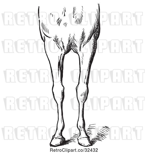 Vector Clip Art of Retro Engraved Horse Anatomy of Bad Conformations of the Fore Quarters in 2