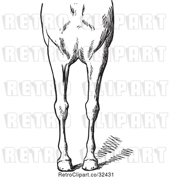 Vector Clip Art of Retro Engraved Horse Anatomy of Bad Conformations of the Fore Quarters in 3