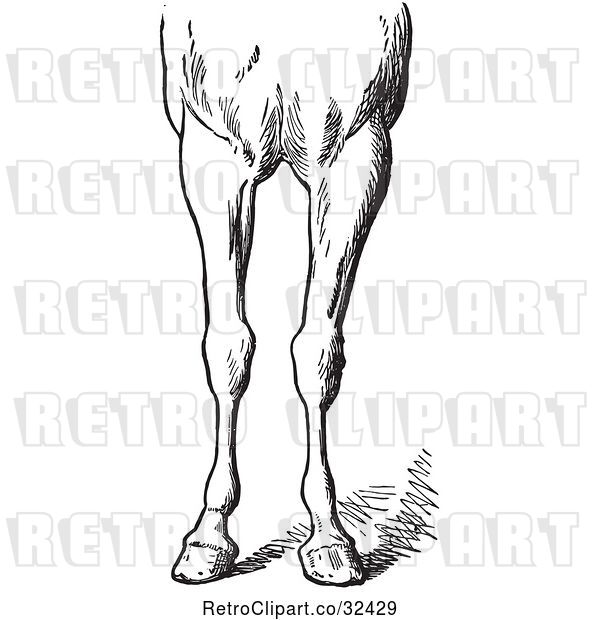 Vector Clip Art of Retro Engraved Horse Anatomy of Bad Conformations of the Fore Quarters in 5
