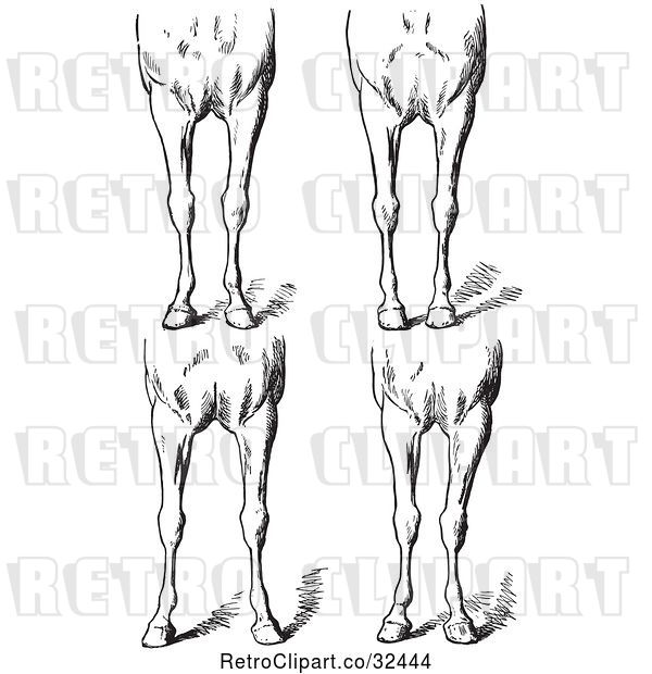 Vector Clip Art of Retro Engraved Horse Anatomy of Bad Conformations of the Fore Quarters in