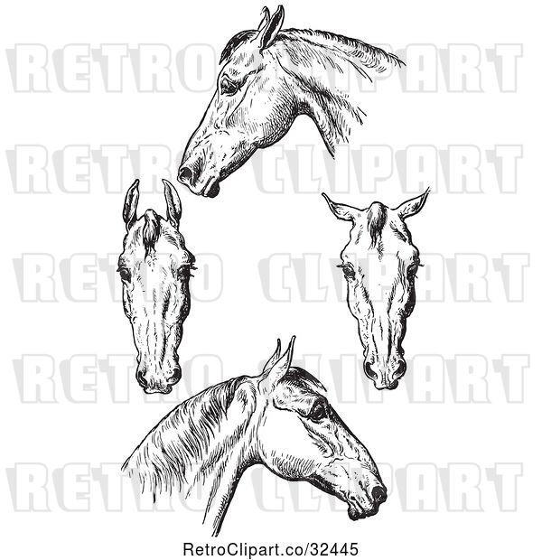 Vector Clip Art of Retro Engraved Horse Anatomy of Bad Heads in
