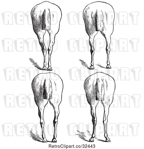 Vector Clip Art of Retro Engraved Horse Anatomy of Bad Hind Quarters in 10
