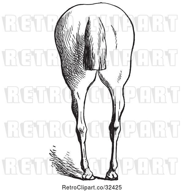 Vector Clip Art of Retro Engraved Horse Anatomy of Bad Hind Quarters in 8