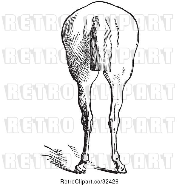 Vector Clip Art of Retro Engraved Horse Anatomy of Bad Hind Quarters in 9