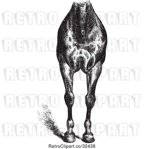 Vector Clip Art of Retro Engraved Horse Anatomy of Good Breast and Limbs in