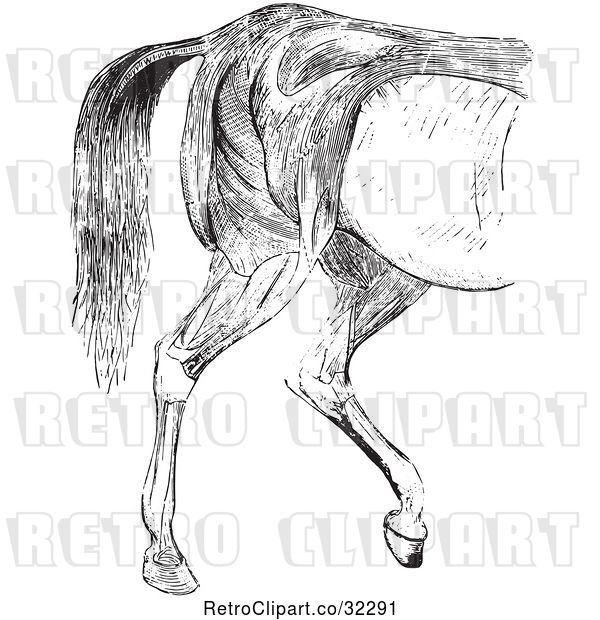 Vector Clip Art of Retro Engraved Horse Anatomy of Hind Quarter Muscular Covering in