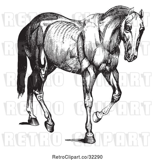 Vector Clip Art of Retro Engraved Horse Anatomy of Muscular Covering in