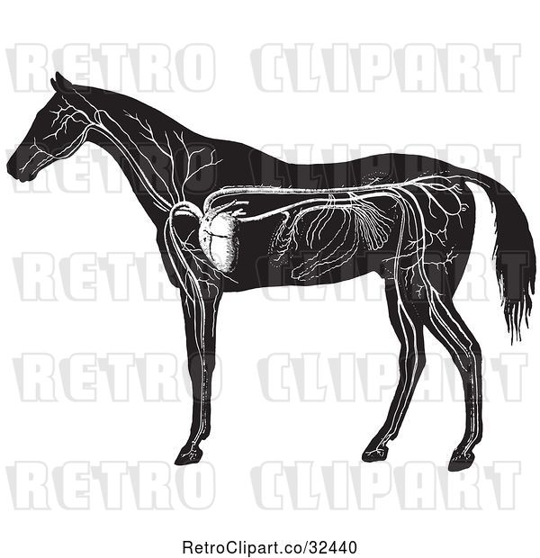 Vector Clip Art of Retro Engraved Horse Anatomy of the Circulatory System in