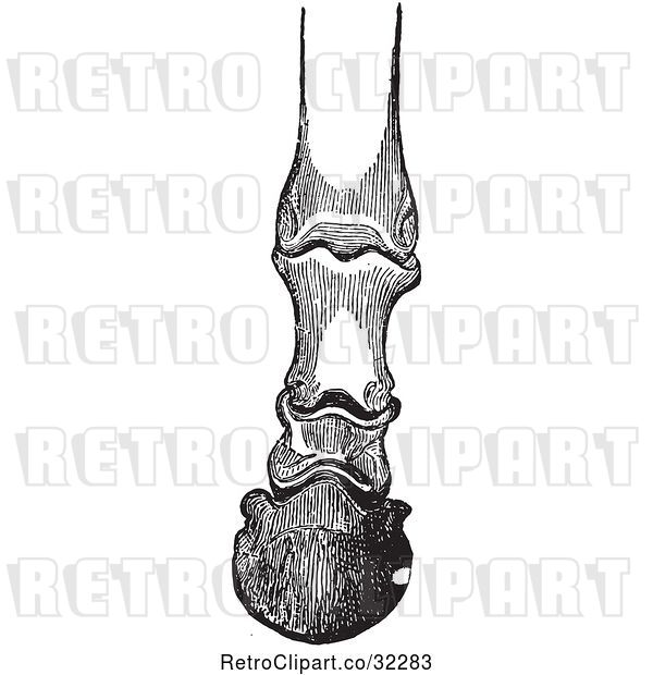 Vector Clip Art of Retro Engraving of Horse Bones and Articulations of the Foot Hoof in 2