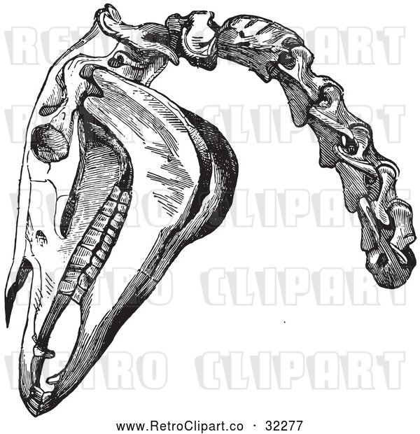 Vector Clip Art of Retro Engraving of Horse Head and Neck Bones in Black and White