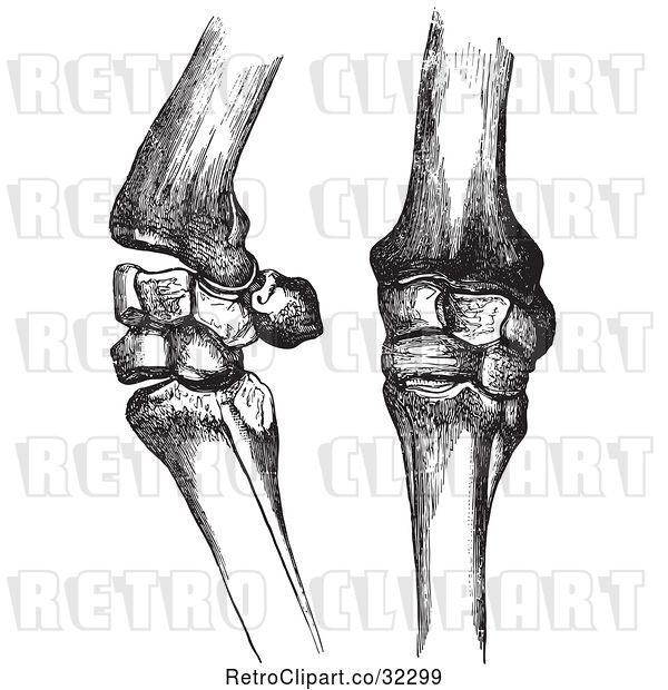 Vector Clip Art of Retro Engravings of Bones of Horse Knees in