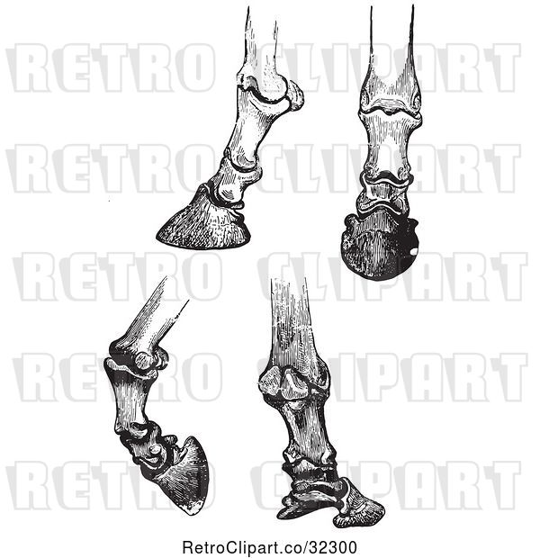 Vector Clip Art of Retro Engravings of Horse Bones and Articulations of the Foot Hoof in