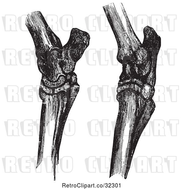 Vector Clip Art of Retro Engravings of Horse Hock Bones in