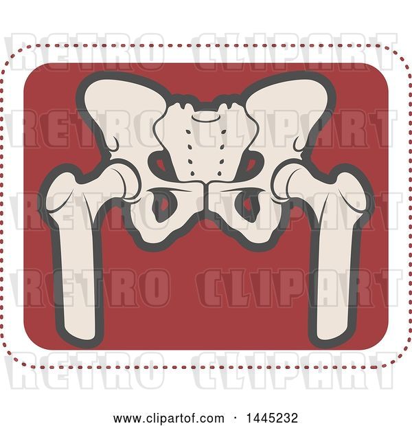 Vector Clip Art of Retro Flat Styled Tan and Red Human Pelvis Medical Design