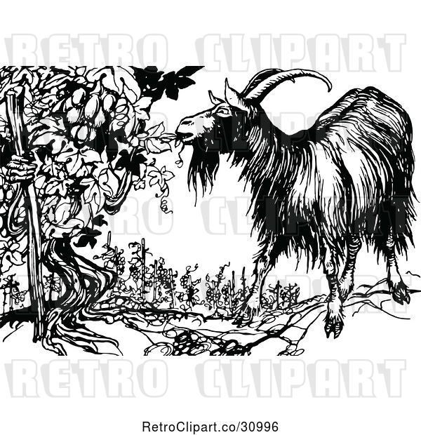 Vector Clip Art of Retro Goat Eating from an Ent Grape Vine