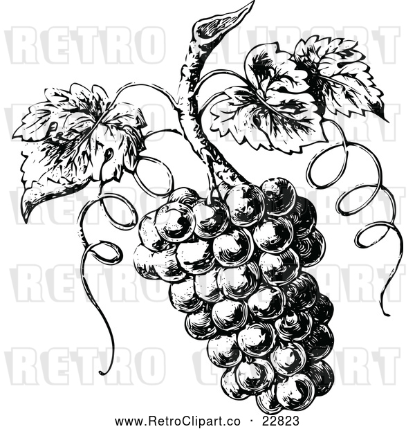 Vector Clip Art of Retro Grapes on the Vine