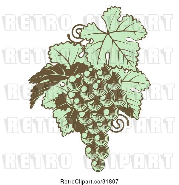 Vector Clip Art of Retro Gren Grapes with Leaves in Woodblock