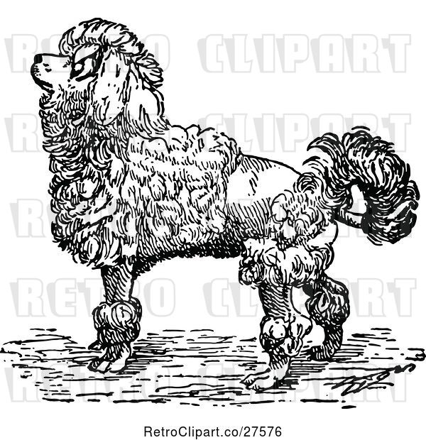 Vector Clip Art of Retro Groomed Poodle Dog