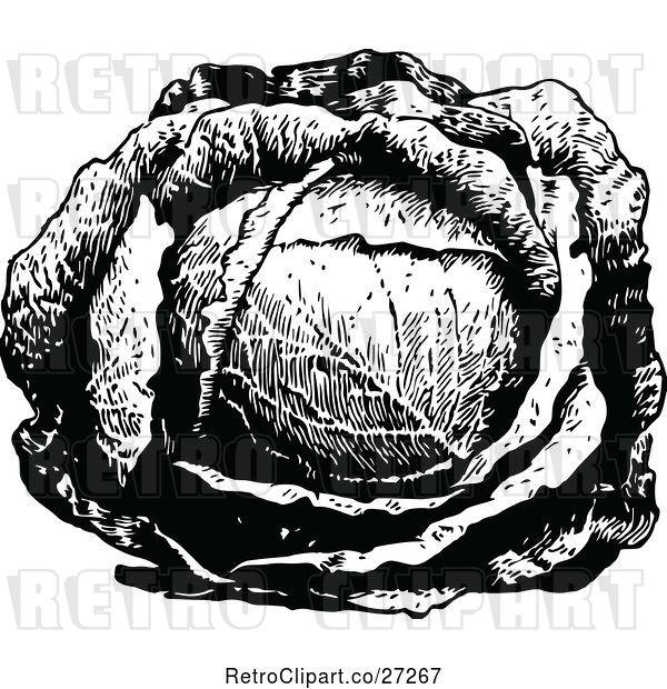 Vector Clip Art of Retro Head of Cabbage