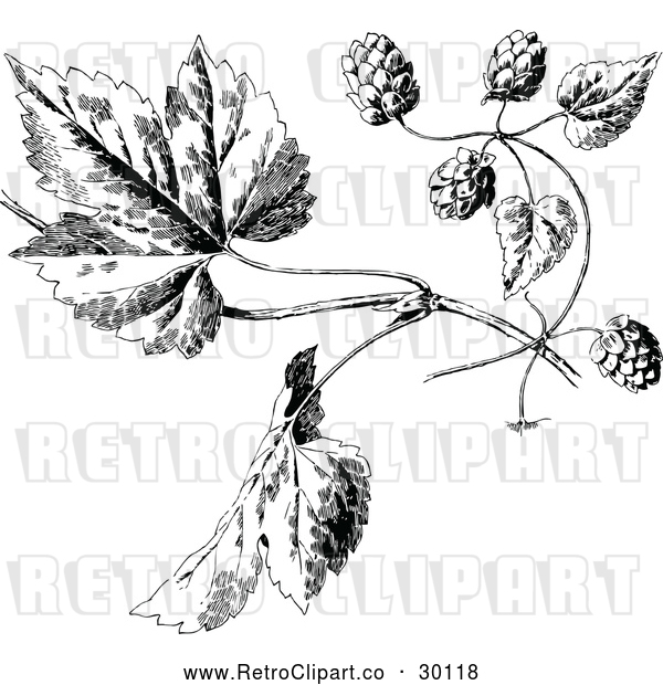 Vector Clip Art of Retro Hops and Leaves