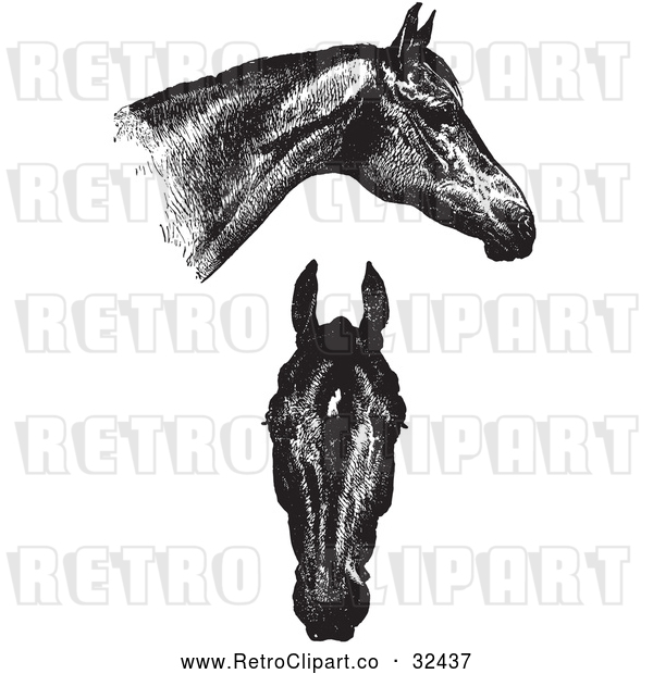 Vector Clip Art of Retro Horse Anatomy of Good Heads in Black and White