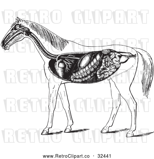 Vector Clip Art of Retro Horse Anatomy of the Digestive System in Black and White
