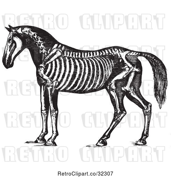 Vector Clip Art of Retro Horse Anatomy of the Skeleton in 1