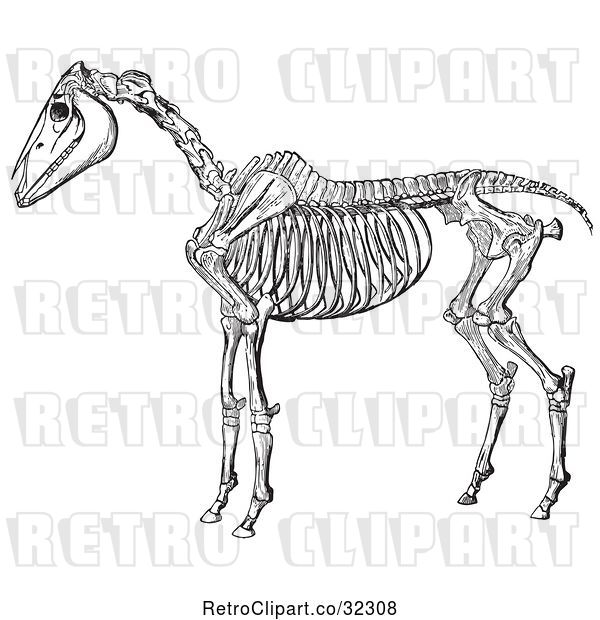 Vector Clip Art of Retro Horse Anatomy of the Skeleton in 2